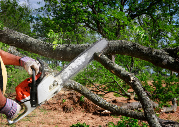 Best Tree Disease Treatment  in Pleasant Hill, TX